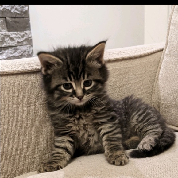 Meet your Posher, Nily - Picture 1 of 1